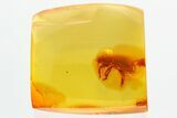 Fossil Broad-Nosed Snout Beetle (Entiminae) In Baltic Amber #362683-2